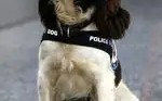 警犬一般都是啥品种-警犬哪个品种好