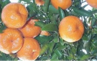 柑橘类如何分布-什么样的水果是柑橘类的-
