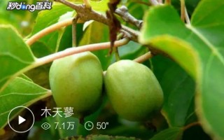 木天蓼又叫什么(木天蓼怎么使用 木天蓼可以吃吗)