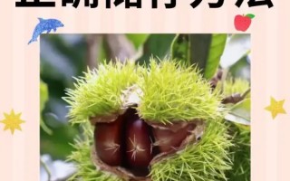 怎么存放板栗不会坏 怎样保存板栗不会坏