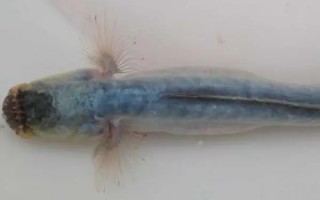 虾虎鱼怎么养,虾虎鱼吃什么-虾虎鱼可以喂龙鱼吗