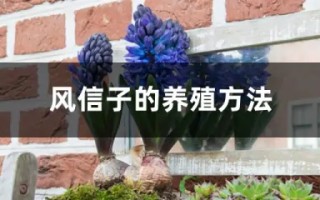 怎样养好风信子-风信子什么时候养为好,怎么养
